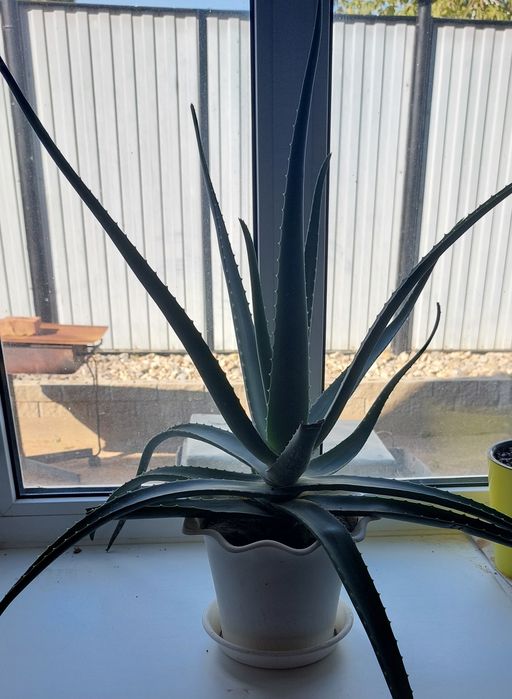 Продам алоэ вера