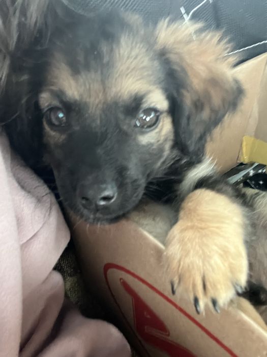 Потерялся щенок барсик