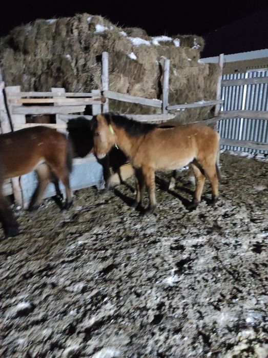 Тұқымдыққа жабағы сатылады