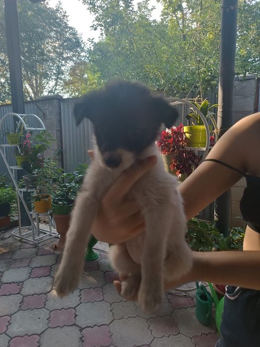 Щенки звоночки в хорошие руки