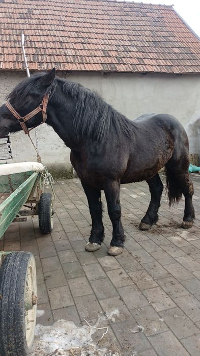 Cârlan de vânzare!