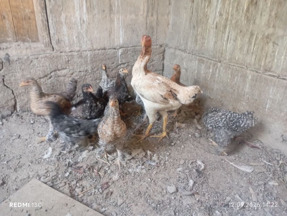 Брамы цыплята на продажу