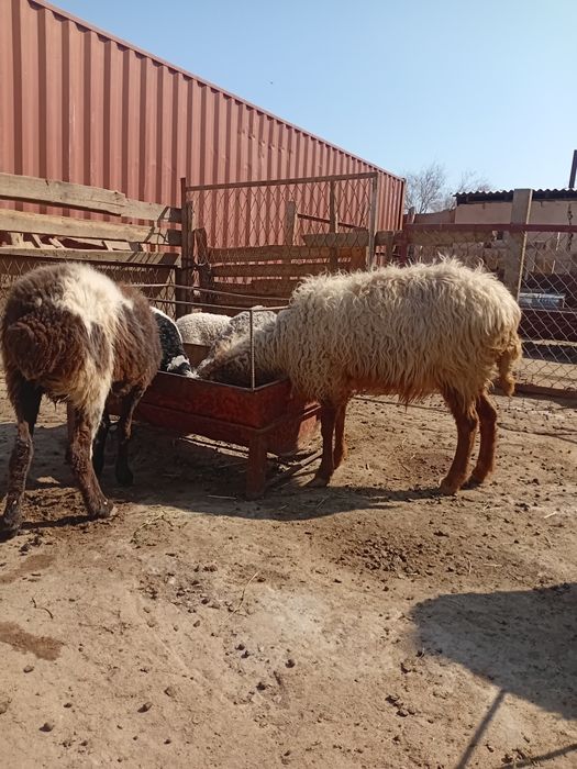 Қойлар бар жас ,қозылар