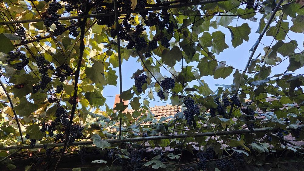 Struguri pentru vin