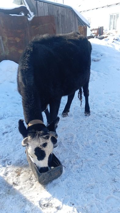 Сиыр(карова) буаз