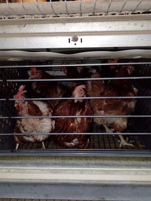 Куры "Ломан Браун" несушки