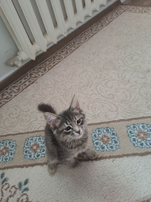 Котята  серый девочка