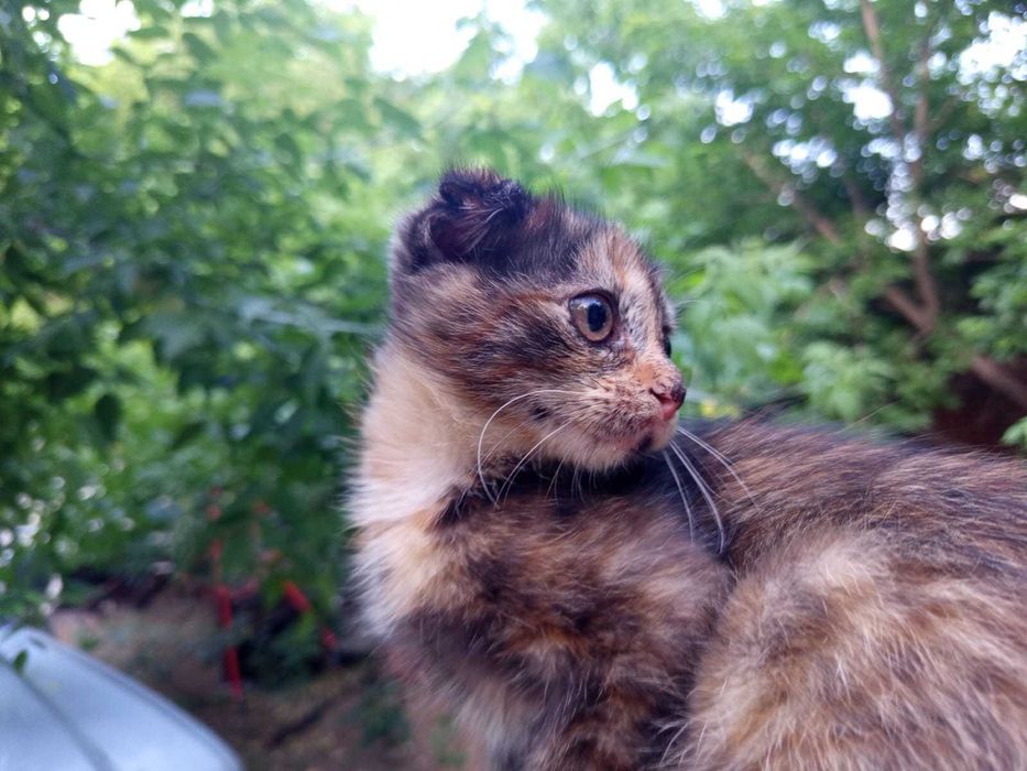 Вислоухая коська шотландка