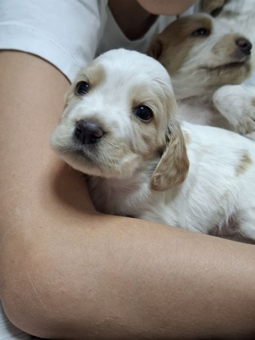 Продаются чистокровные  щенки спаниеля