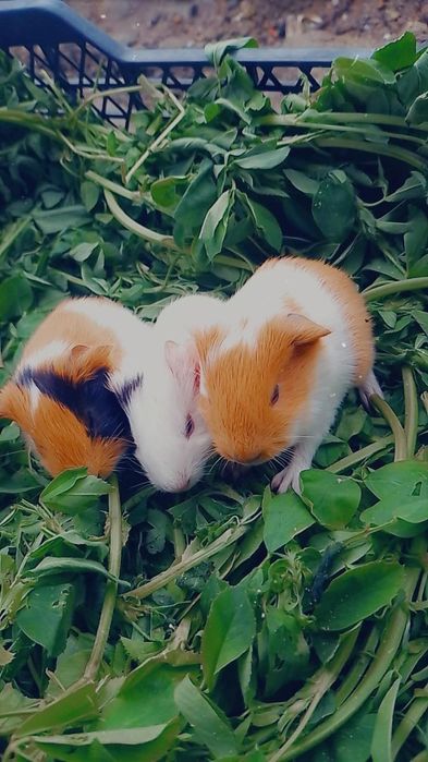 Sotiladi asalchalar sayredi