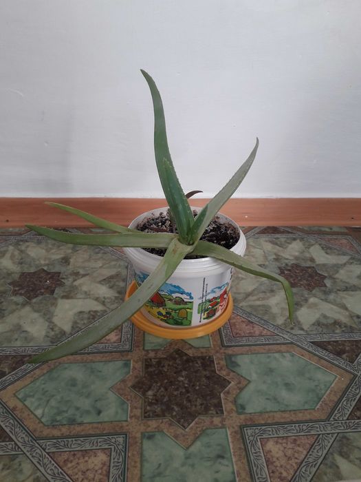 Емдік Алоэ Вера гүлдері