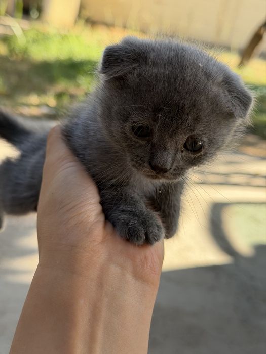Котята британки продаются