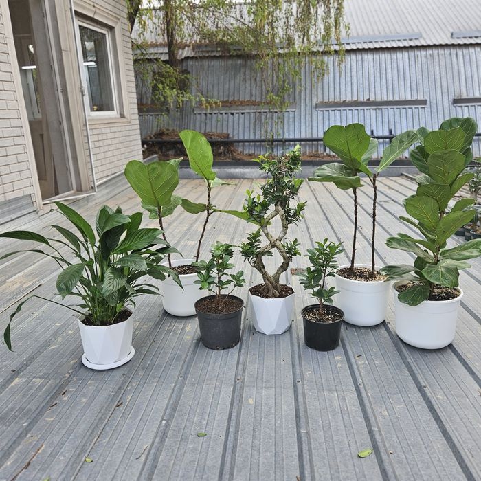 Комнатные цветы продам