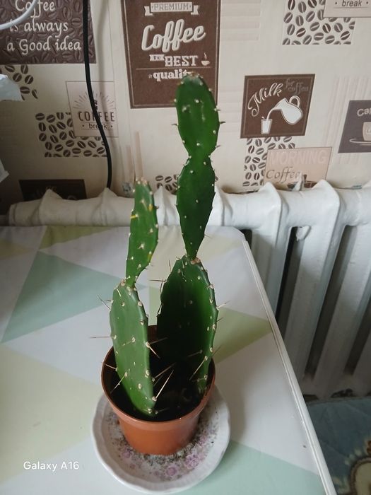 Продам домашние цветы