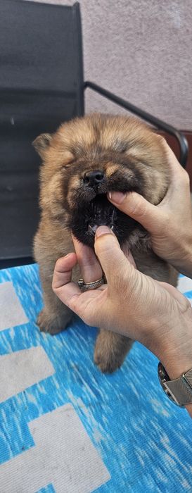Vand căței chow chow