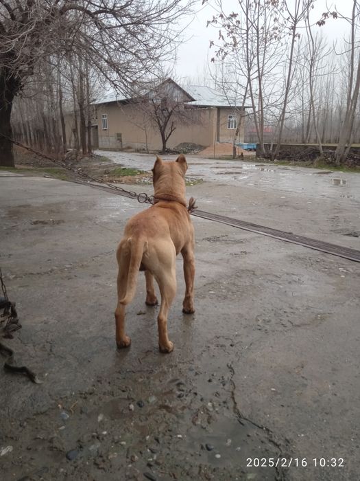 Laqabi boyka yoshi 2 janglari bor