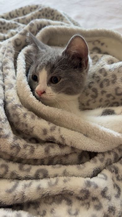 British shorthair  gri/alb
