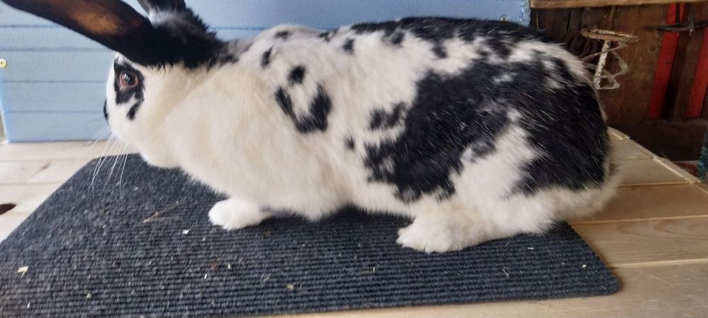 Зайци  за разплод