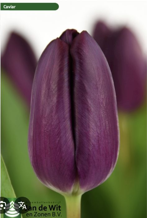 Тюльпаны, качественные на 8 марта отпом