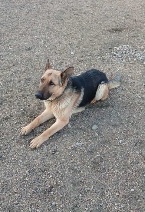 Немецкий овчарка