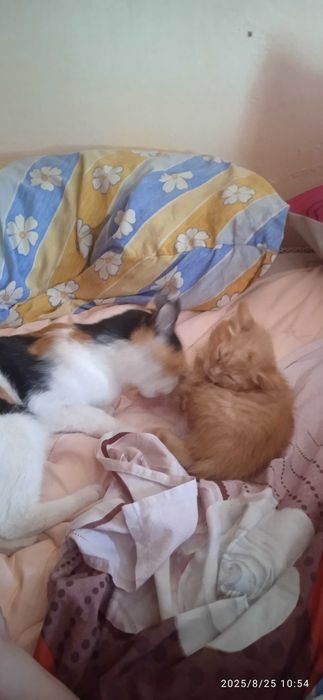 Отдам в добрые руки