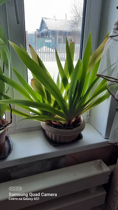 Продам комнатные цветы от 300тг.