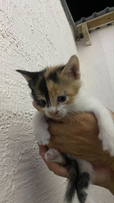 Котенки отдам в добрые руки