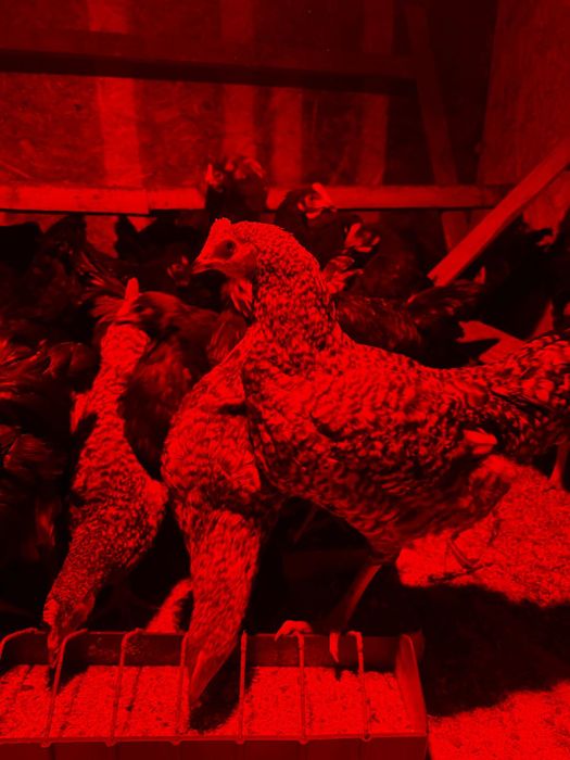 Продам курей домашних