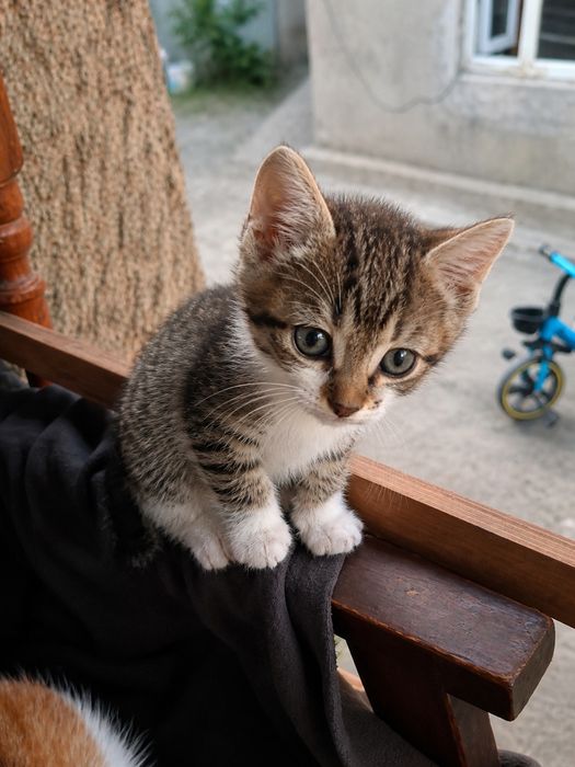 Отдам котят в добрые руки!