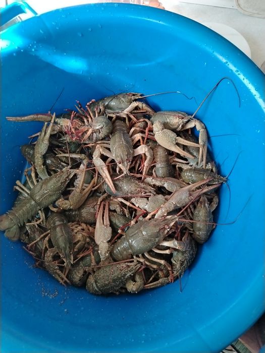 Раки  свежие продам