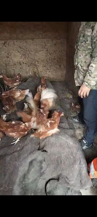 Несушка тауықтар сатылады Шәуілдір де