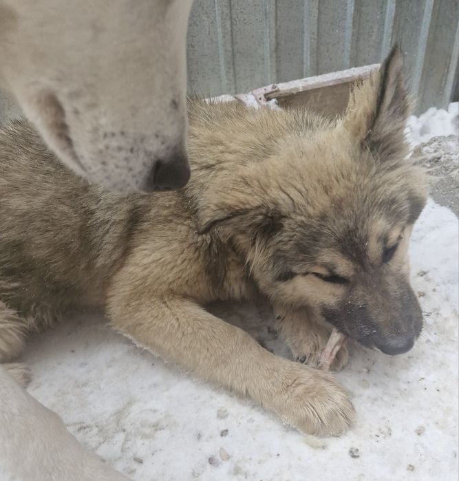 Отдам двух собак подростков