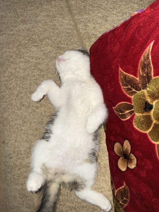 Котенок продается!!!