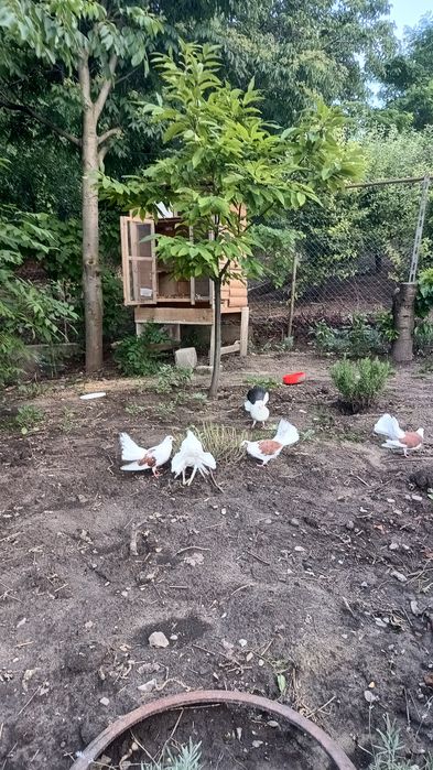 porumbei voltati ( rotati) curcanasi