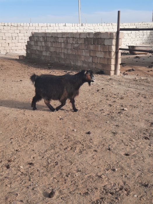 Ешкі Сатылады!!!