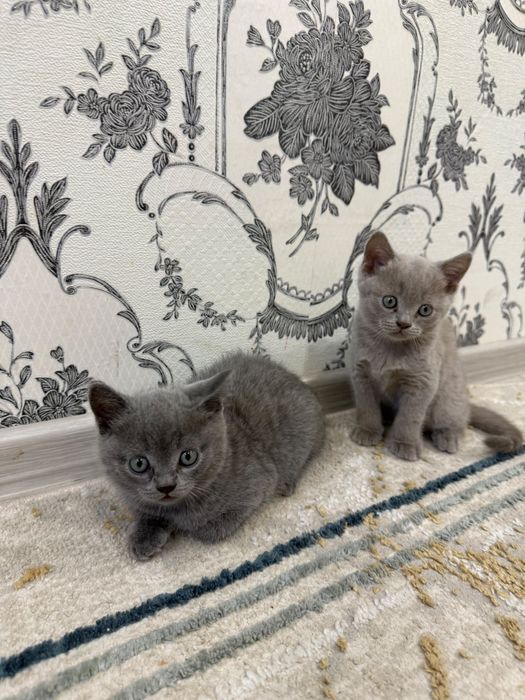 Продам котят британцев