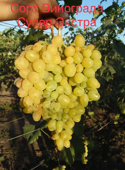 Черенки (чубук) столовых сортов Винограда.