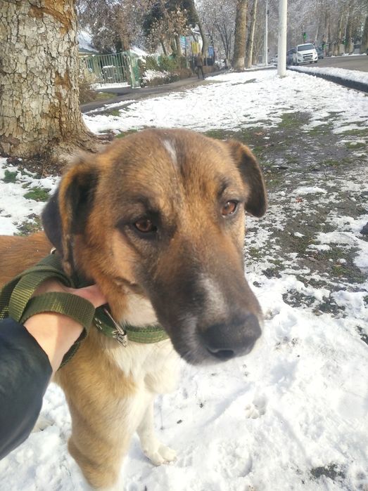 Собака в добрые руки