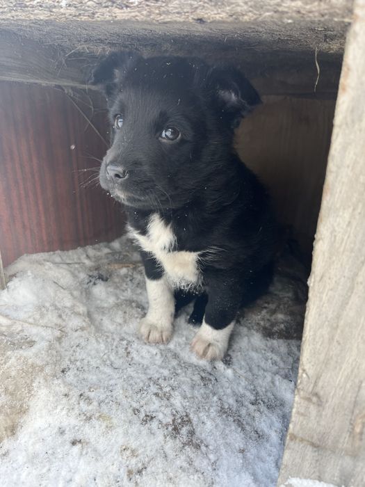 Отдам щенка бесплатно самовывоз