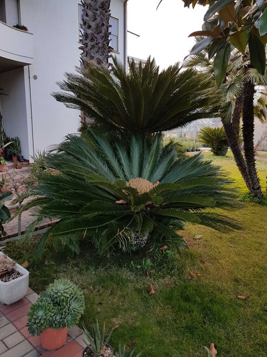 Palmieri rezistenti la frig la ghiveci livrare in toata tara