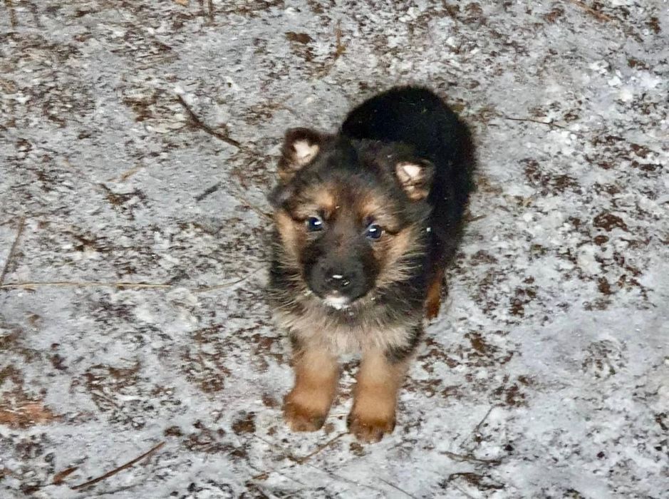 Щенки немецкой овчарки