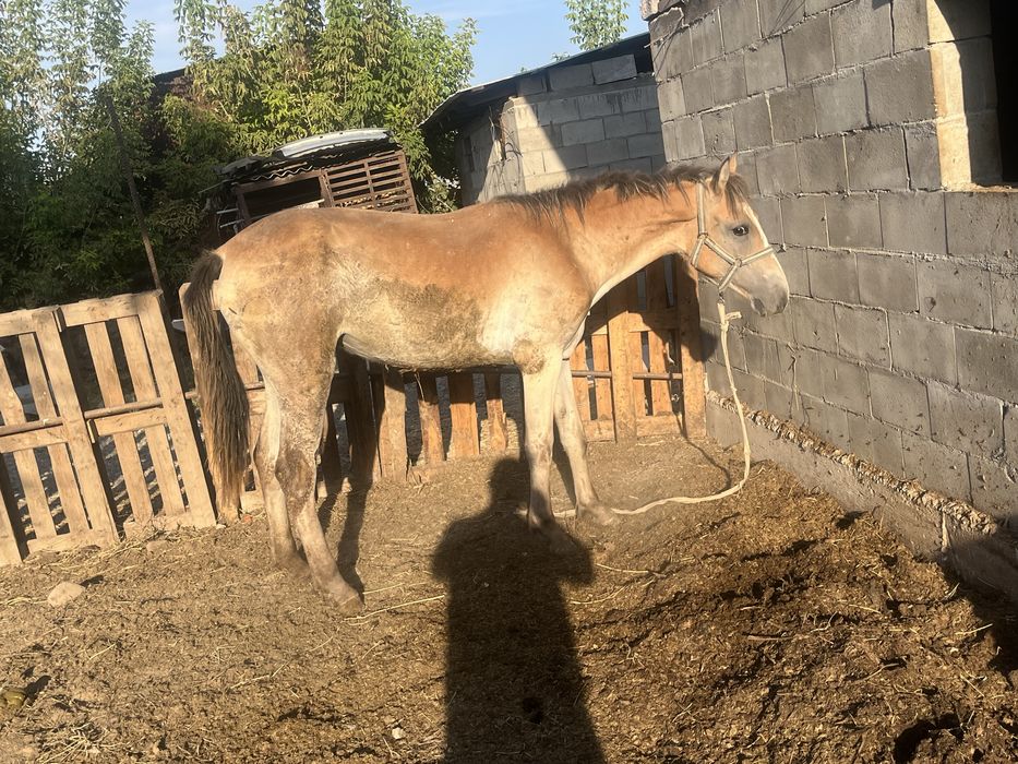 Продам кобылу