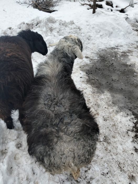 Продам породистого барана