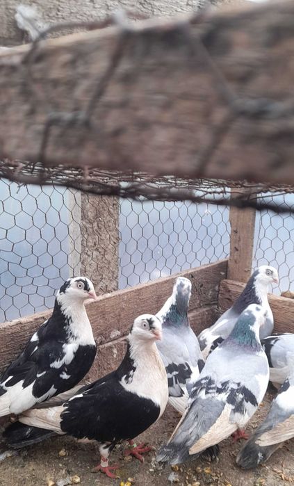 Porumbei jucatori galateni