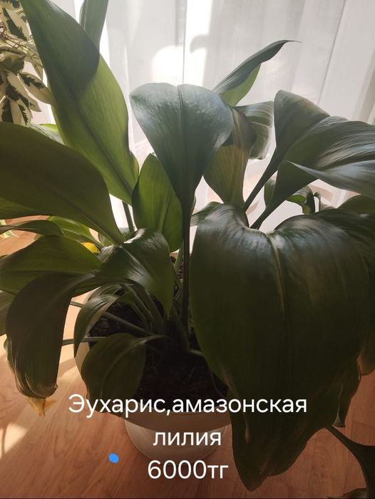 Комнатные растения