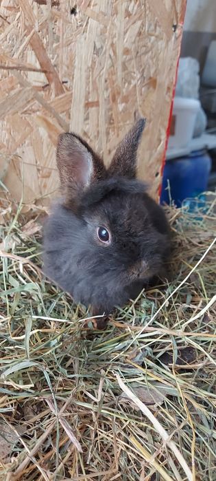 Iepuri pitici cap de leu