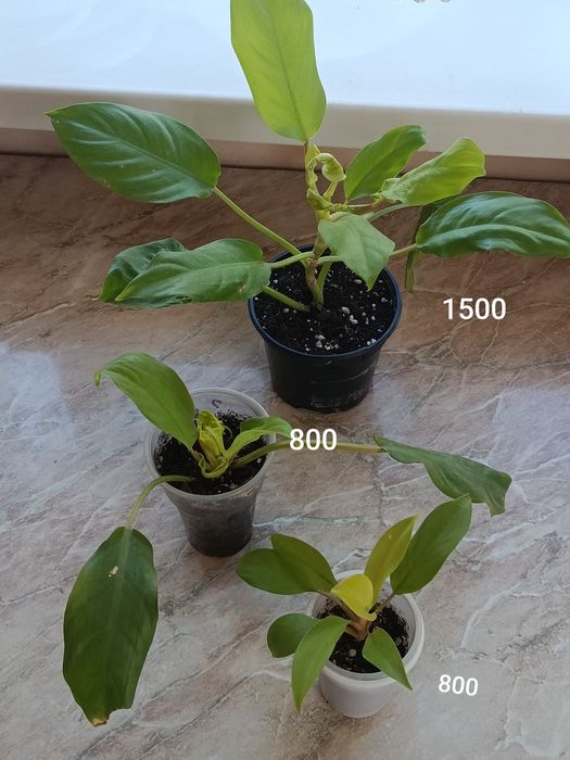 В продаже филодендроны