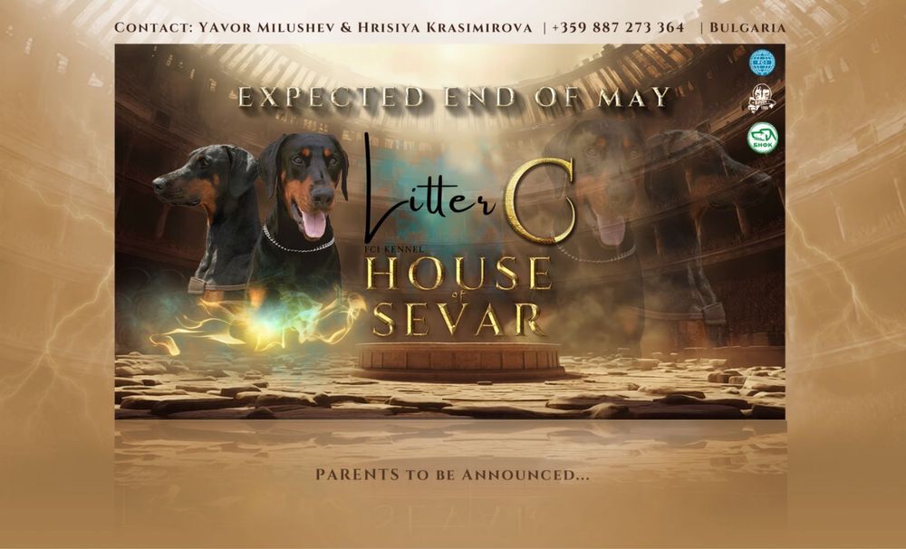 Кученца Доберман