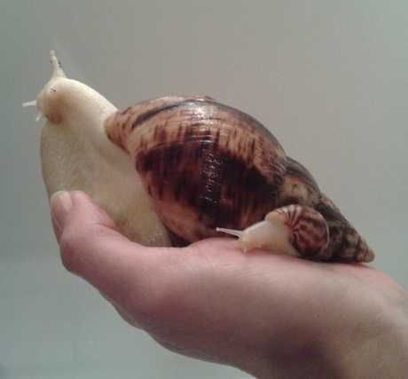 Melcii Africani Gigant  pui/adulti Faunarium/Terariu plastic