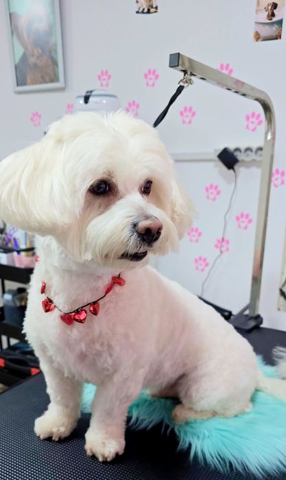 Coafura canina lilly